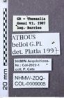 Etiketten zu Athous belloi (NHMW-ZOO-COL-0009005)